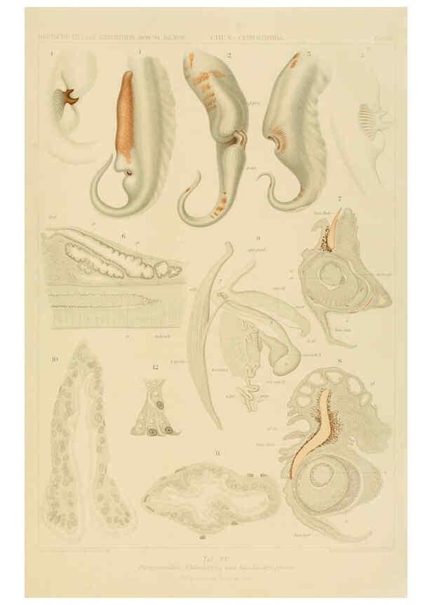 Reproducción/Reproduction 6286436960: Die Cephalopoden. Bd. 18, T.1 (Atlas) [Jena],G. Fischer,1910-1915
