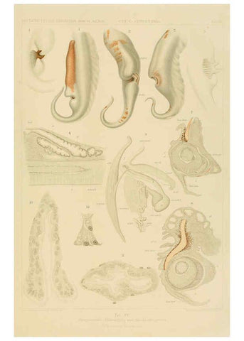 Reproducción/Reproduction 6286436960: Die Cephalopoden. Bd. 18, T.1 (Atlas) [Jena],G. Fischer,1910-1915
