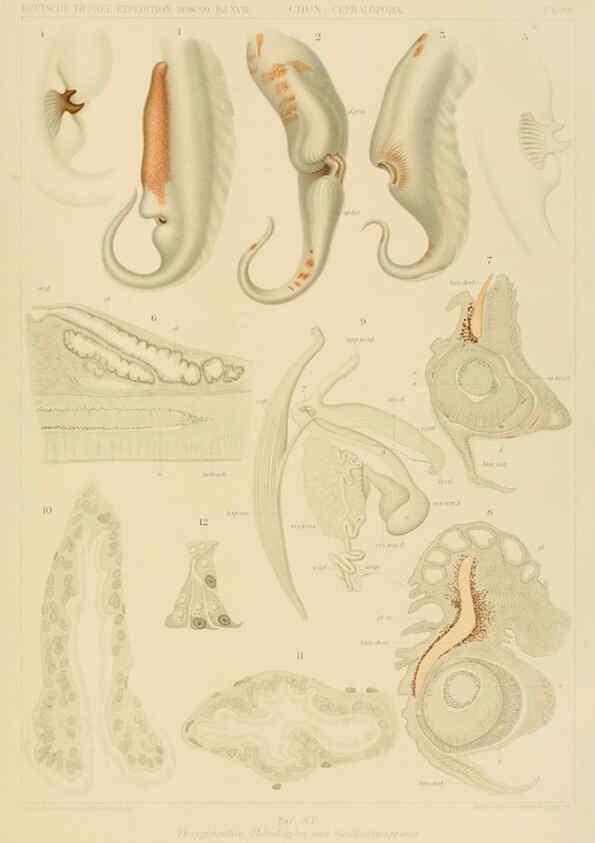 Reproducción/Reproduction 6286436960: Die Cephalopoden. Bd. 18, T.1 (Atlas) [Jena],G. Fischer,1910-1915