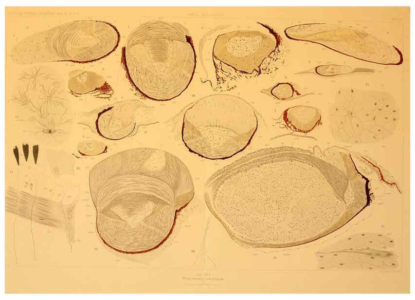 Reproducción/Reproduction 6286437138: Die Cephalopoden. Bd. 18, T.1 (Atlas) [Jena],G. Fischer,1910-1915