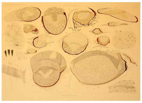 Reproducción/Reproduction 6286437138: Die Cephalopoden. Bd. 18, T.1 (Atlas) [Jena],G. Fischer,1910-1915