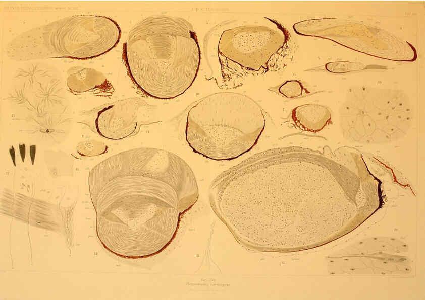 Reproducción/Reproduction 6286437138: Die Cephalopoden. Bd. 18, T.1 (Atlas) [Jena],G. Fischer,1910-1915