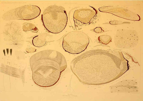 Reproducción/Reproduction 6286437138: Die Cephalopoden. Bd. 18, T.1 (Atlas) [Jena],G. Fischer,1910-1915