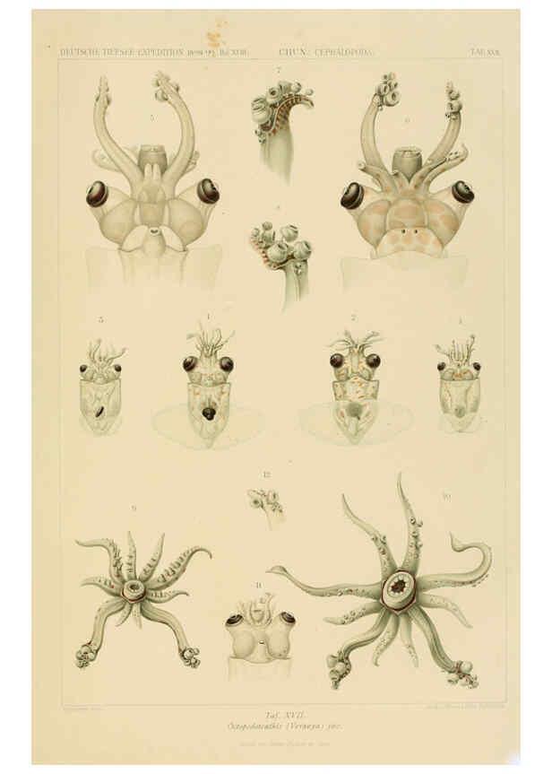 Reproducción/Reproduction 6286437288: Die Cephalopoden. Bd. 18, T.1 (Atlas) [Jena],G. Fischer,1910-1915