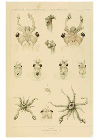 Reproducción/Reproduction 6286437288: Die Cephalopoden. Bd. 18, T.1 (Atlas) [Jena],G. Fischer,1910-1915