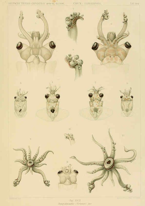 Reproducción/Reproduction 6286437288: Die Cephalopoden. Bd. 18, T.1 (Atlas) [Jena],G. Fischer,1910-1915