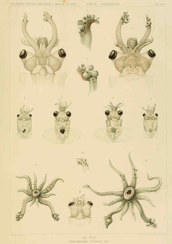 Reproducción/Reproduction 6286437288: Die Cephalopoden. Bd. 18, T.1 (Atlas) [Jena],G. Fischer,1910-1915