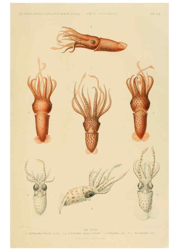 Reproducción/Reproduction 6286437442: Die Cephalopoden. Bd. 18, T.1 (Atlas) [Jena],G. Fischer,1910-1915