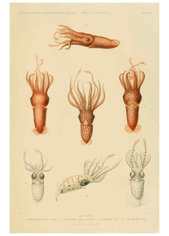 Reproducción/Reproduction 6286437442: Die Cephalopoden. Bd. 18, T.1 (Atlas) [Jena],G. Fischer,1910-1915