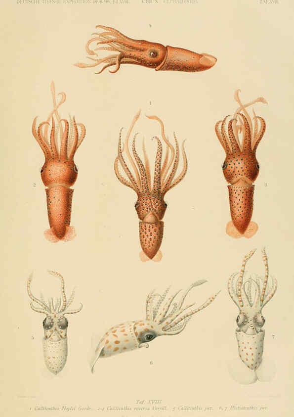 Reproducción/Reproduction 6286437442: Die Cephalopoden. Bd. 18, T.1 (Atlas) [Jena],G. Fischer,1910-1915