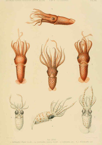 Reproducción/Reproduction 6286437442: Die Cephalopoden. Bd. 18, T.1 (Atlas) [Jena],G. Fischer,1910-1915