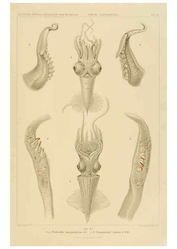 Reproducción/Reproduction 6286435912: Die Cephalopoden. Bd. 18, T.1 (Atlas) [Jena],G. Fischer,1910-1915