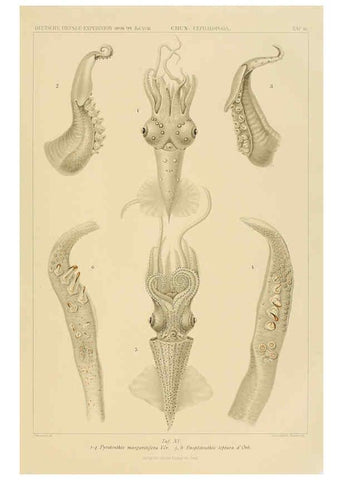 Reproducción/Reproduction 6286435912: Die Cephalopoden. Bd. 18, T.1 (Atlas) [Jena],G. Fischer,1910-1915