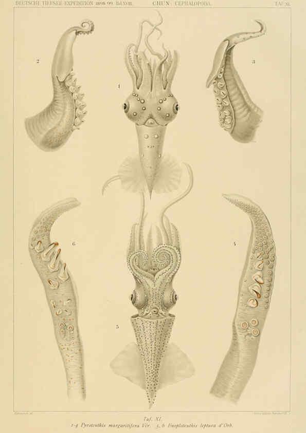 Reproducción/Reproduction 6286435912: Die Cephalopoden. Bd. 18, T.1 (Atlas) [Jena],G. Fischer,1910-1915