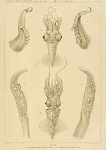 Reproducción/Reproduction 6286435912: Die Cephalopoden. Bd. 18, T.1 (Atlas) [Jena],G. Fischer,1910-1915