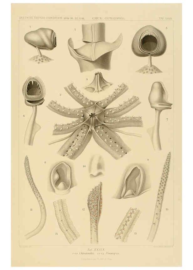 Reproducción/Reproduction 6285921241: Die Cephalopoden. Bd. 18, T.1 (Atlas) [Jena],G. Fischer,1910-1915