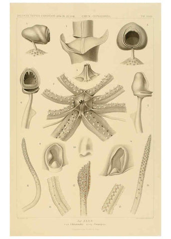 Reproducción/Reproduction 6285921241: Die Cephalopoden. Bd. 18, T.1 (Atlas) [Jena],G. Fischer,1910-1915