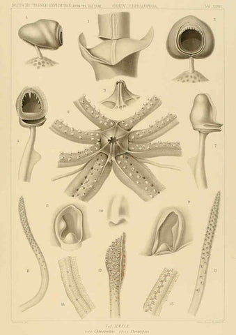Reproducción/Reproduction 6285921241: Die Cephalopoden. Bd. 18, T.1 (Atlas) [Jena],G. Fischer,1910-1915