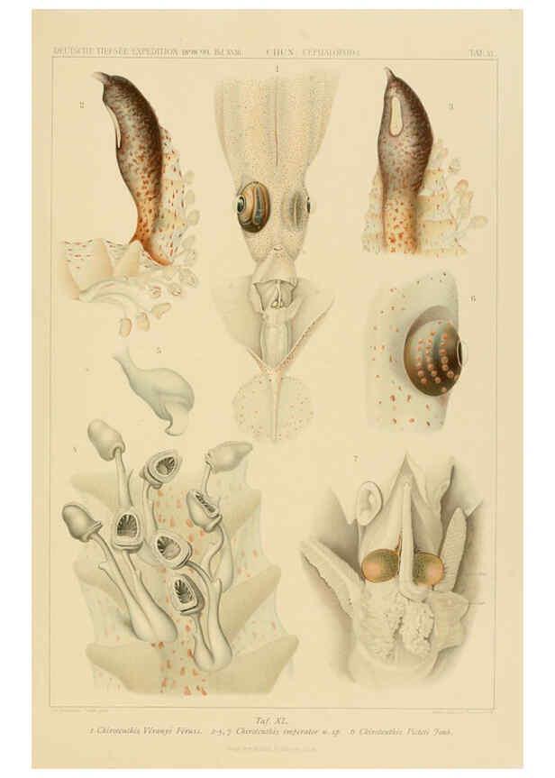 Reproducción/Reproduction 6286441740: Die Cephalopoden. Bd. 18, T.1 (Atlas) [Jena],G. Fischer,1910-1915
