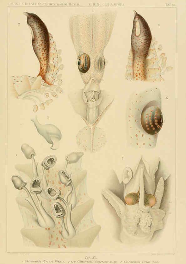 Reproducción/Reproduction 6286441740: Die Cephalopoden. Bd. 18, T.1 (Atlas) [Jena],G. Fischer,1910-1915