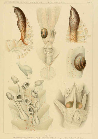 Reproducción/Reproduction 6286441740: Die Cephalopoden. Bd. 18, T.1 (Atlas) [Jena],G. Fischer,1910-1915