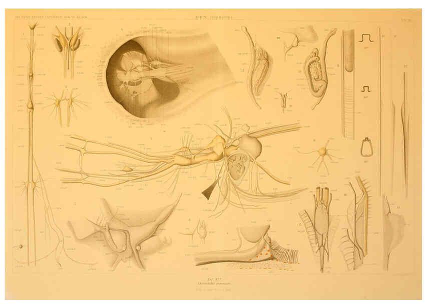 Reproducción/Reproduction 6286441926: Die Cephalopoden. Bd. 18, T.1 (Atlas) [Jena],G. Fischer,1910-1915