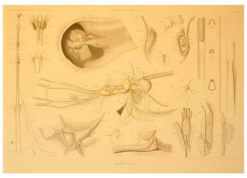 Reproducción/Reproduction 6286441926: Die Cephalopoden. Bd. 18, T.1 (Atlas) [Jena],G. Fischer,1910-1915