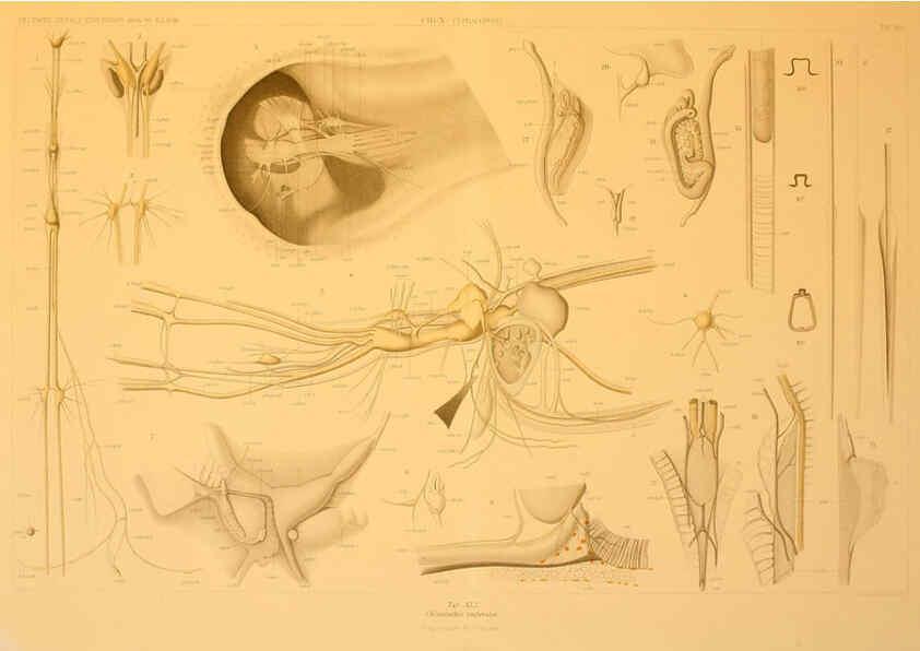 Reproducción/Reproduction 6286441926: Die Cephalopoden. Bd. 18, T.1 (Atlas) [Jena],G. Fischer,1910-1915