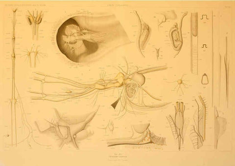 Reproducción/Reproduction 6286441926: Die Cephalopoden. Bd. 18, T.1 (Atlas) [Jena],G. Fischer,1910-1915