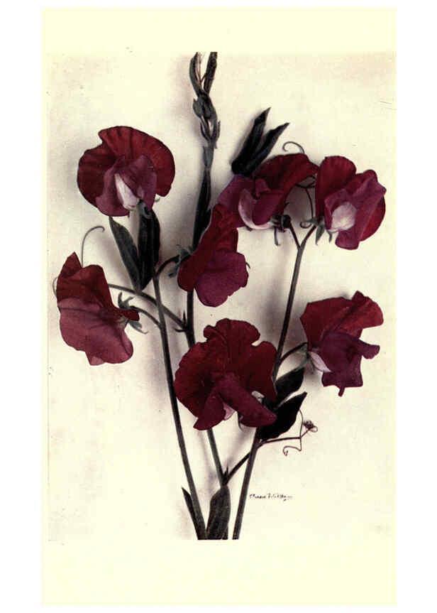 Reproducción/Reproduction 6286157925: Sweet peas New York :Frederick A. Stokes[1910] 