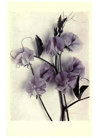 Reproducción/Reproduction 6286158269: Sweet peas New York :Frederick A. Stokes[1910] 