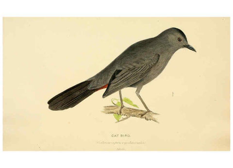 Reproducción/Reproduction 6286758404: A history of North American birds Boston :Little, Brown,1905