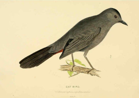 Reproducción/Reproduction 6286758404: A history of North American birds Boston :Little, Brown,1905