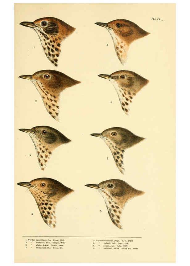 Reproducción/Reproduction 6286758750: A history of North American birds Boston :Little, Brown,1905