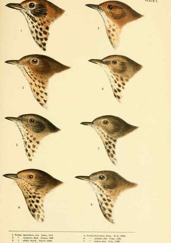 Reproducción/Reproduction 6286758750: A history of North American birds Boston :Little, Brown,1905