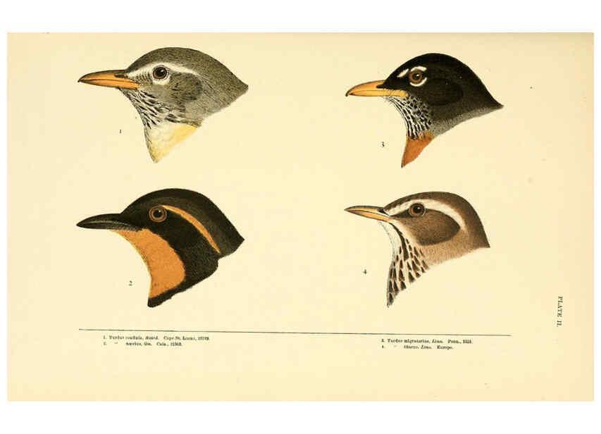 Reproducción/Reproduction 6286758942: A history of North American birds Boston :Little, Brown,1905