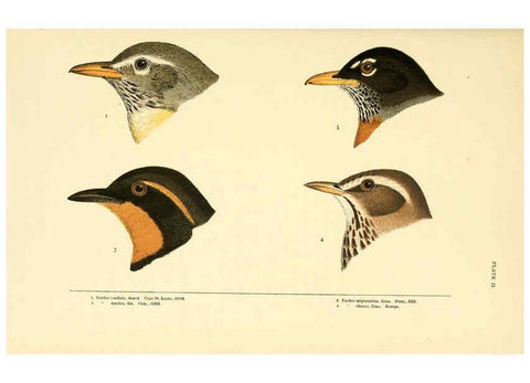 Reproducción/Reproduction 6286758942: A history of North American birds Boston :Little, Brown,1905