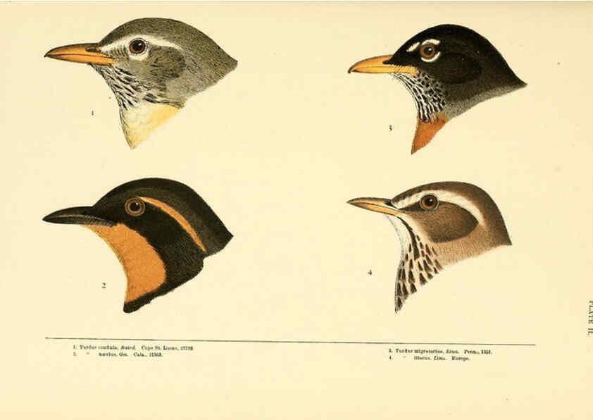 Reproducción/Reproduction 6286758942: A history of North American birds Boston :Little, Brown,1905