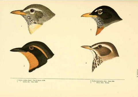 Reproducción/Reproduction 6286758942: A history of North American birds Boston :Little, Brown,1905