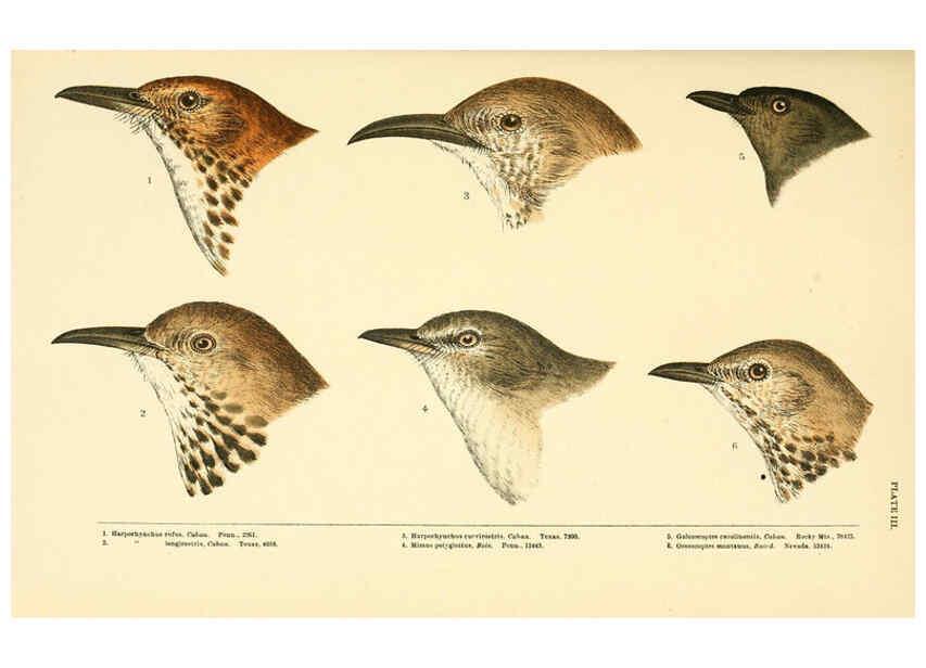 Reproducción/Reproduction 6286239853: A history of North American birds Boston :Little, Brown,1905
