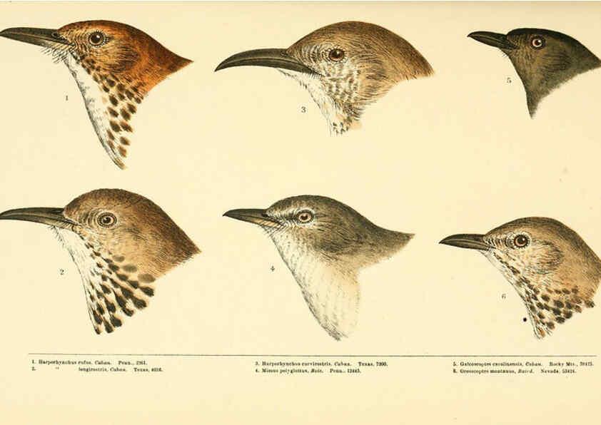 Reproducción/Reproduction 6286239853: A history of North American birds Boston :Little, Brown,1905