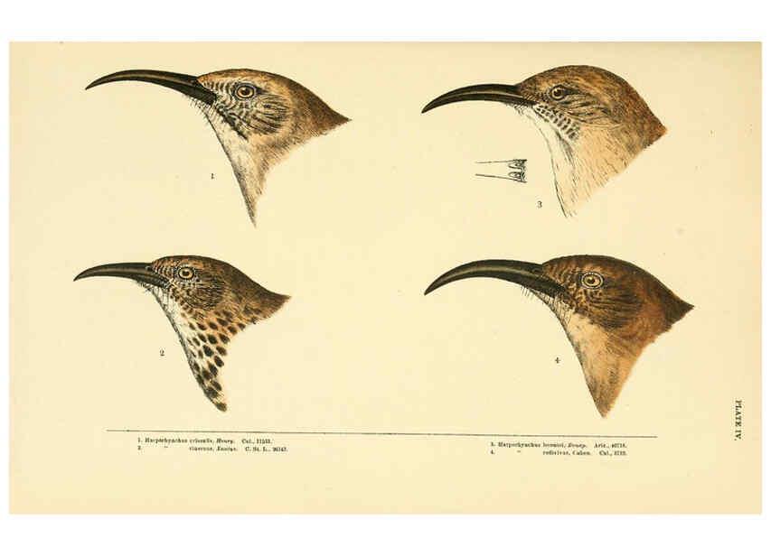 Reproducción/Reproduction 6286759652: A history of North American birds Boston :Little, Brown,1905