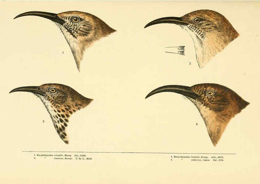 Reproducción/Reproduction 6286759652: A history of North American birds Boston :Little, Brown,1905