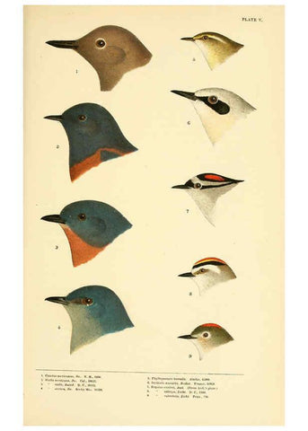 Reproducción/Reproduction 6286240485: A history of North American birds Boston :Little, Brown,1905