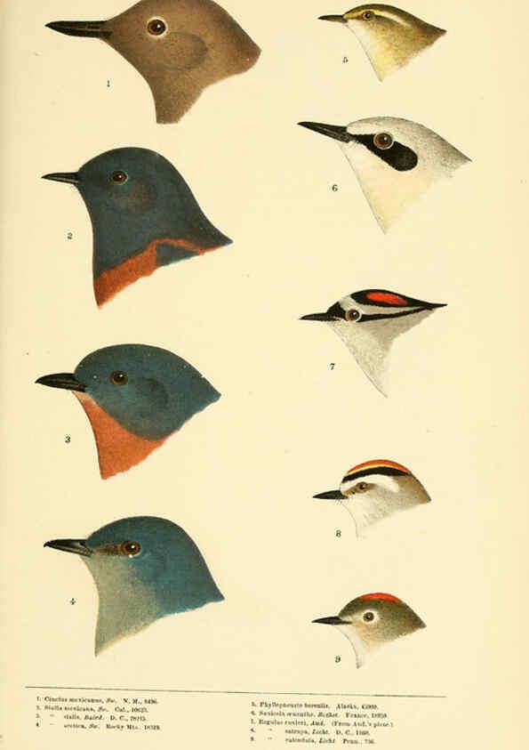 Reproducción/Reproduction 6286240485: A history of North American birds Boston :Little, Brown,1905