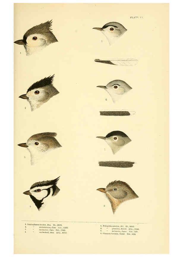 Reproducción/Reproduction 6286240651: A history of North American birds Boston :Little, Brown,1905