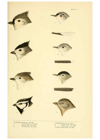 Reproducción/Reproduction 6286240651: A history of North American birds Boston :Little, Brown,1905
