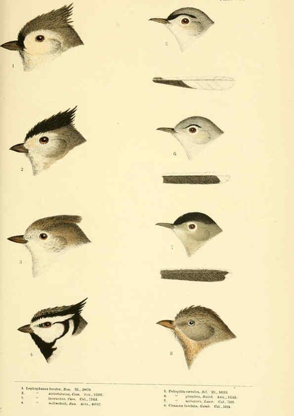 Reproducción/Reproduction 6286240651: A history of North American birds Boston :Little, Brown,1905
