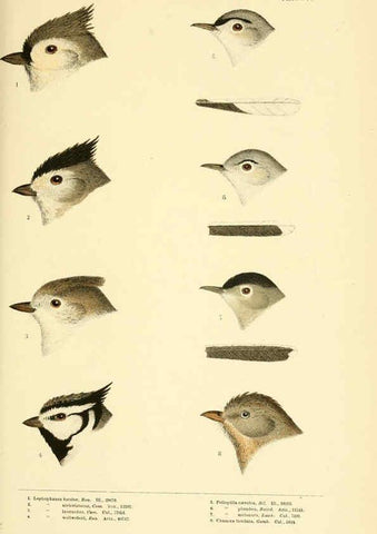 Reproducción/Reproduction 6286240651: A history of North American birds Boston :Little, Brown,1905