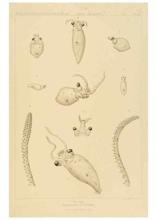 Reproducción/Reproduction 6285925337: Die Cephalopoden. Bd. 18, T.1 (Atlas) [Jena],G. Fischer,1910-1915